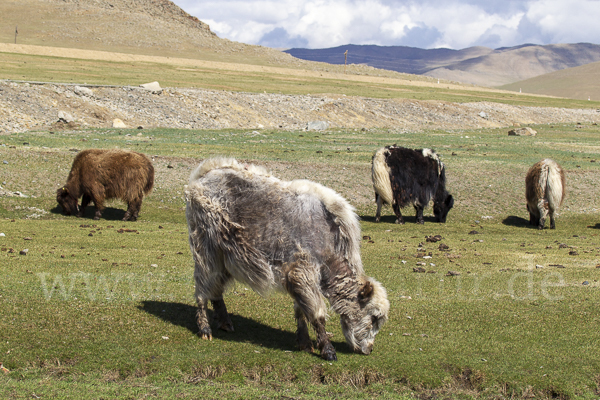 Yak (Bos mutus)