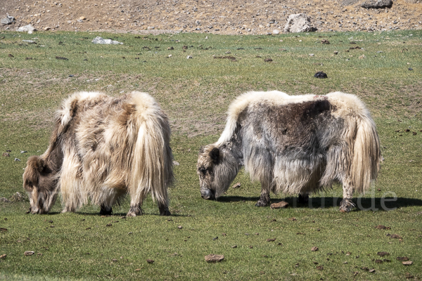 Yak (Bos mutus)