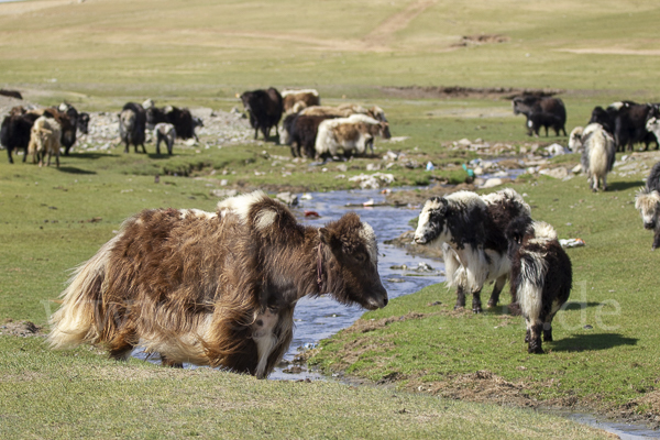 Yak (Bos mutus)