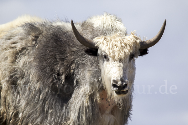 Yak (Bos mutus)