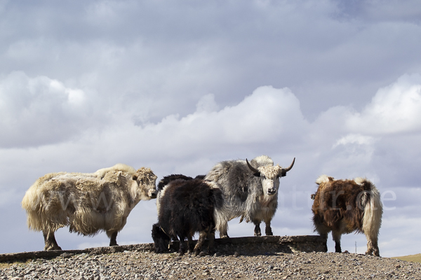 Yak (Bos mutus)