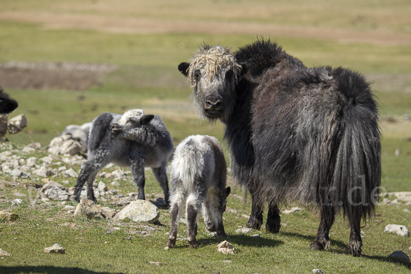 Yak (Bos mutus)