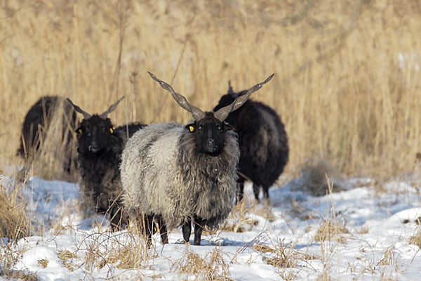 Zackelschaf (Ovis aries strepsiceros Hungaricus)