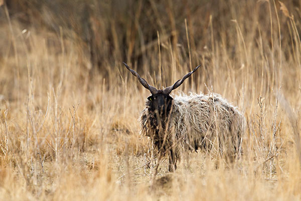 Zackelschaf (Ovis aries strepsiceros Hungaricus)