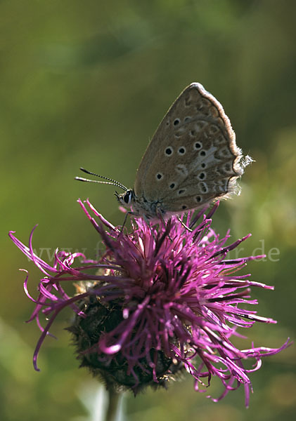 Zahnflügelbläuling (Polyommatus daphnis)