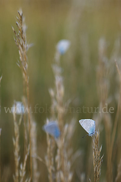 Zahnflügelbläuling (Polyommatus daphnis)