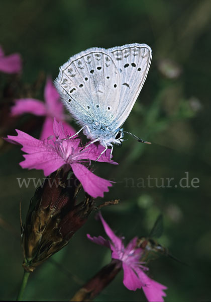 Zahnflügelbläuling (Polyommatus daphnis)