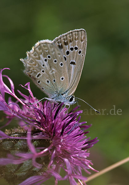 Zahnflügelbläuling (Polyommatus daphnis)