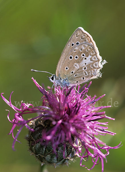 Zahnflügelbläuling (Polyommatus daphnis)