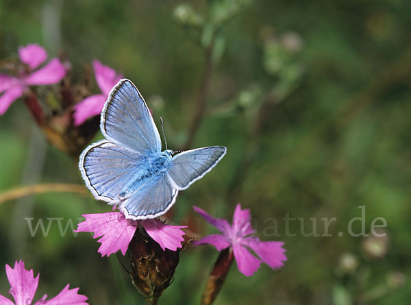 Zahnflügelbläuling (Polyommatus daphnis)