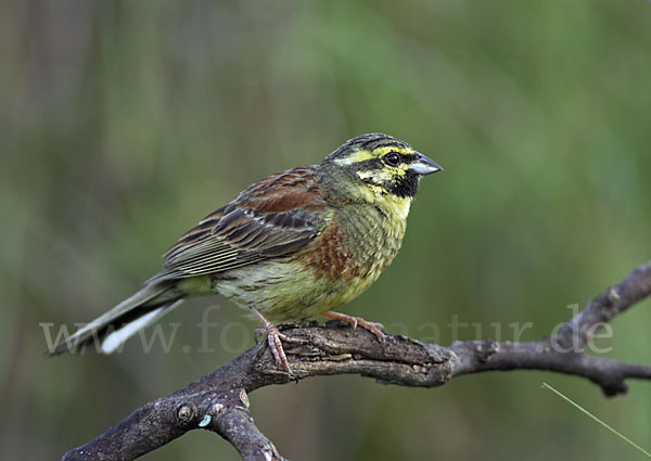 Zaunammer (Emberiza cirlus)