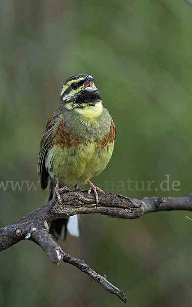 Zaunammer (Emberiza cirlus)