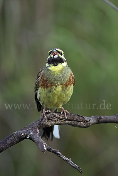 Zaunammer (Emberiza cirlus)