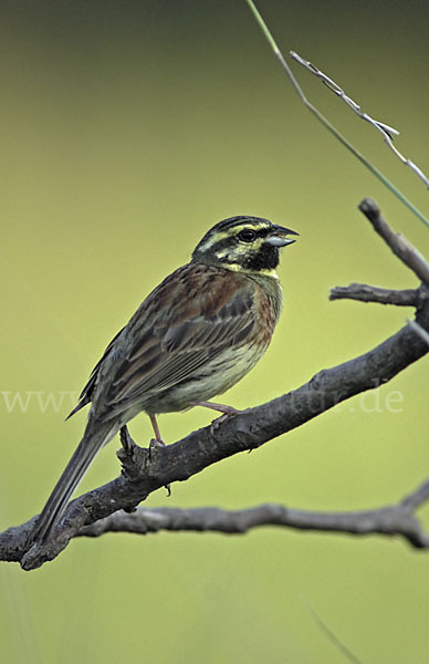 Zaunammer (Emberiza cirlus)