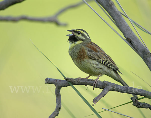 Zaunammer (Emberiza cirlus)