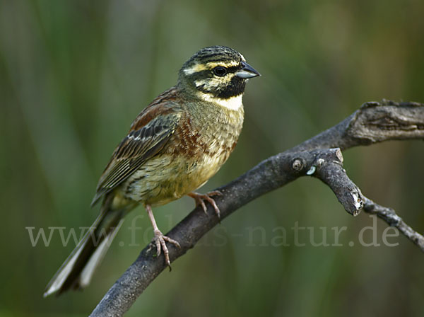 Zaunammer (Emberiza cirlus)