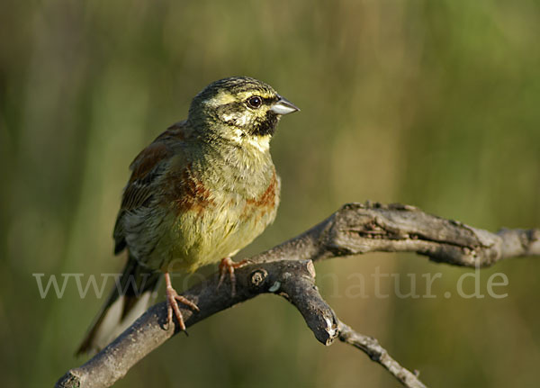 Zaunammer (Emberiza cirlus)