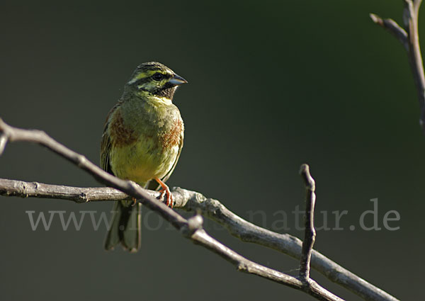 Zaunammer (Emberiza cirlus)