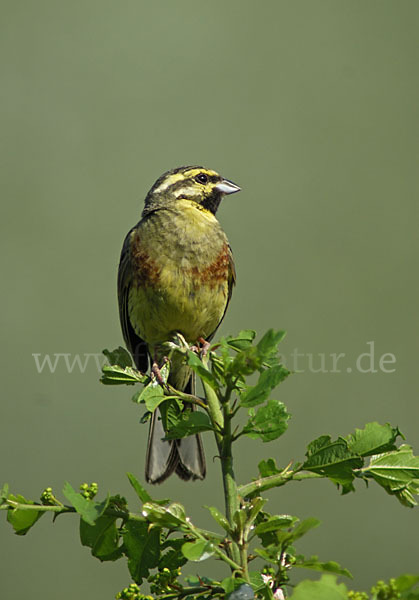 Zaunammer (Emberiza cirlus)