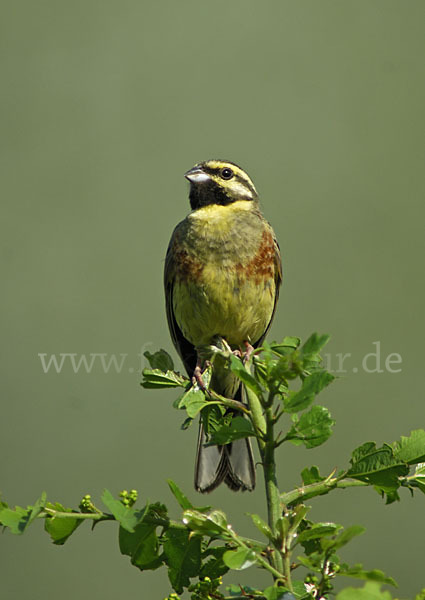 Zaunammer (Emberiza cirlus)