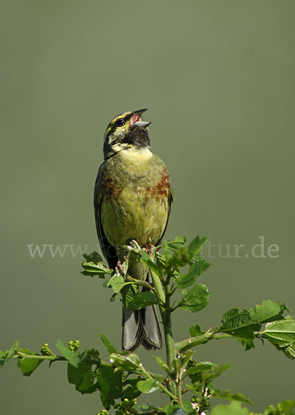 Zaunammer (Emberiza cirlus)