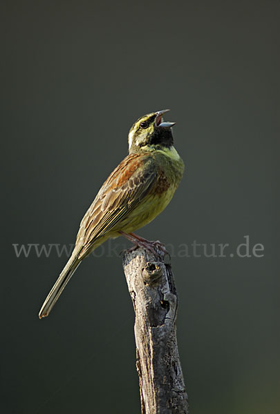 Zaunammer (Emberiza cirlus)