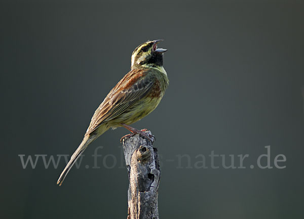 Zaunammer (Emberiza cirlus)