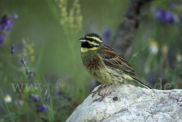 Zaunammer (Emberiza cirlus)