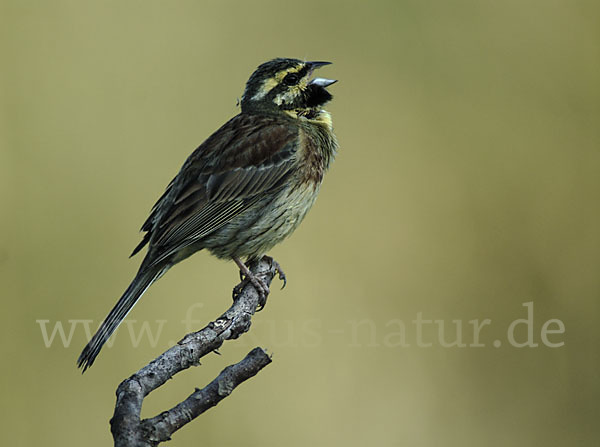 Zaunammer (Emberiza cirlus)