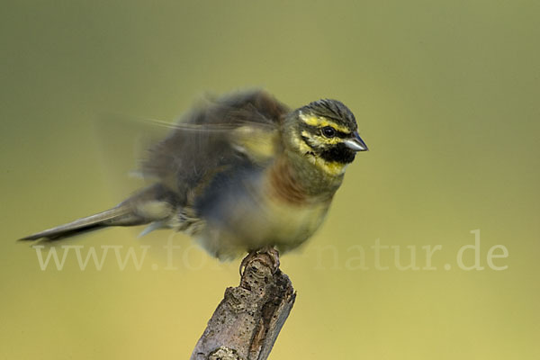 Zaunammer (Emberiza cirlus)