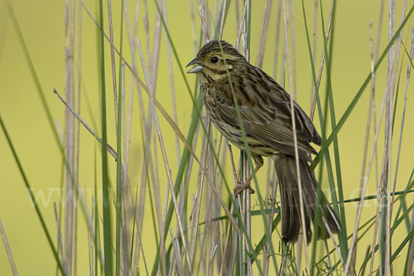 Zaunammer (Emberiza cirlus)