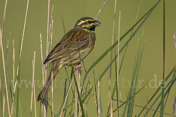 Zaunammer (Emberiza cirlus)