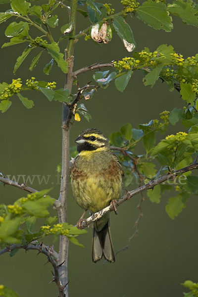 Zaunammer (Emberiza cirlus)