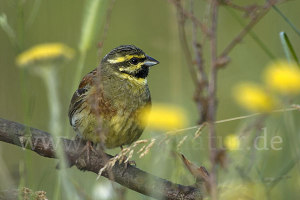 Zaunammer (Emberiza cirlus)