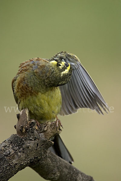 Zaunammer (Emberiza cirlus)