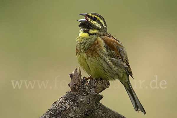 Zaunammer (Emberiza cirlus)