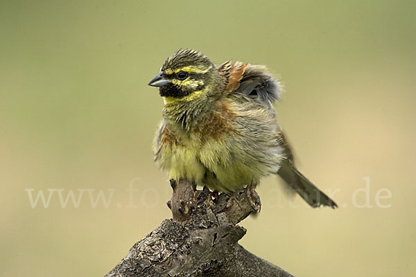 Zaunammer (Emberiza cirlus)