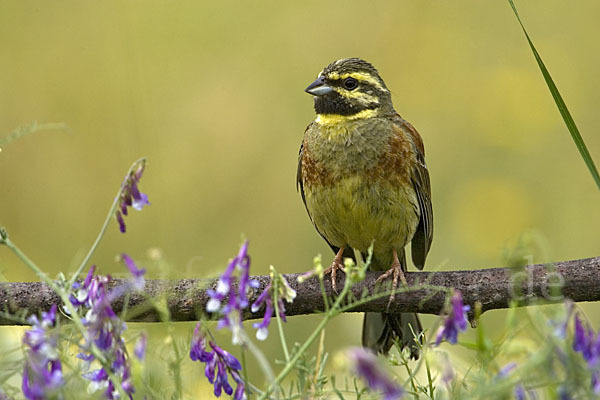 Zaunammer (Emberiza cirlus)