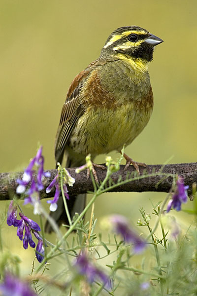 Zaunammer (Emberiza cirlus)