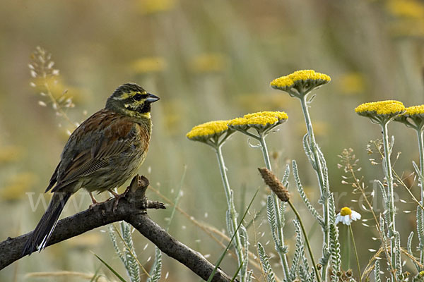 Zaunammer (Emberiza cirlus)