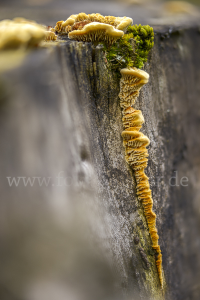 Zaunblättling (Gloeophyllum sepiarium)