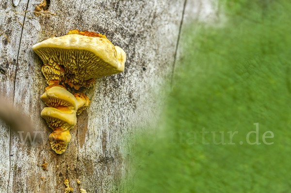 Zaunblättling (Gloeophyllum sepiarium)