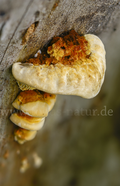 Zaunblättling (Gloeophyllum sepiarium)