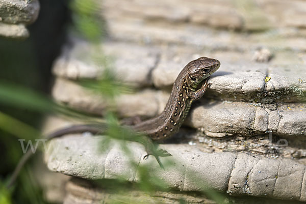 Zauneidechse (Lacerta agilis)