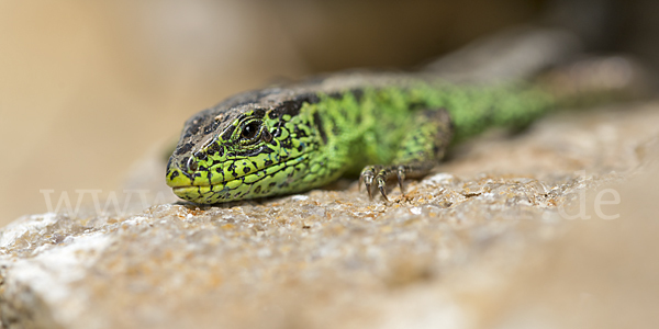 Zauneidechse (Lacerta agilis)