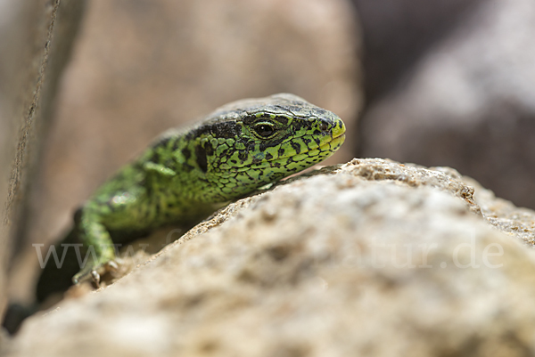 Zauneidechse (Lacerta agilis)