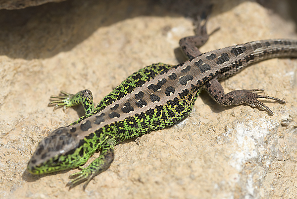 Zauneidechse (Lacerta agilis)