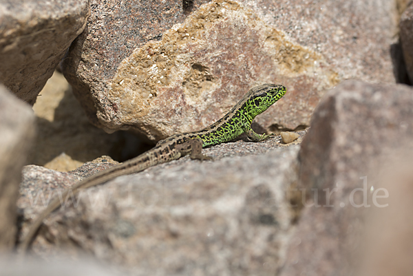 Zauneidechse (Lacerta agilis)