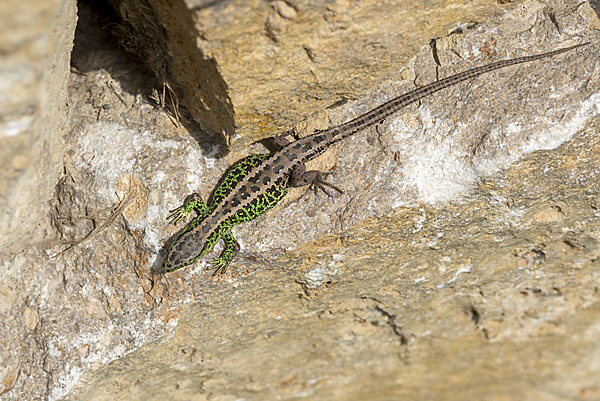 Zauneidechse (Lacerta agilis)