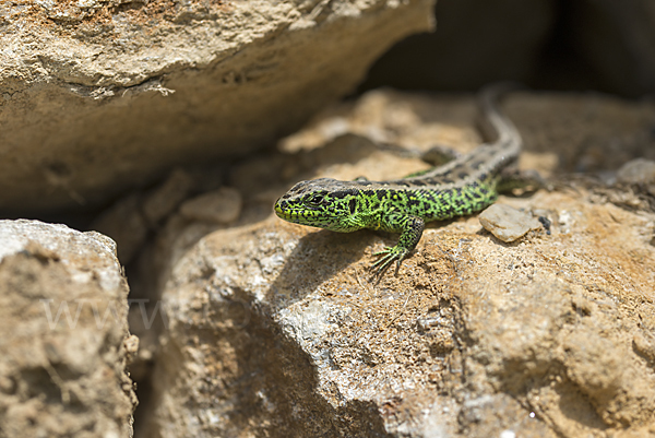 Zauneidechse (Lacerta agilis)